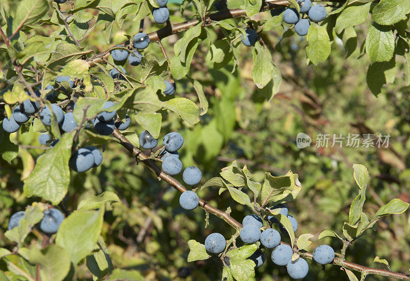 黑刺李、黑刺李 (Prunus spinosa) 果实